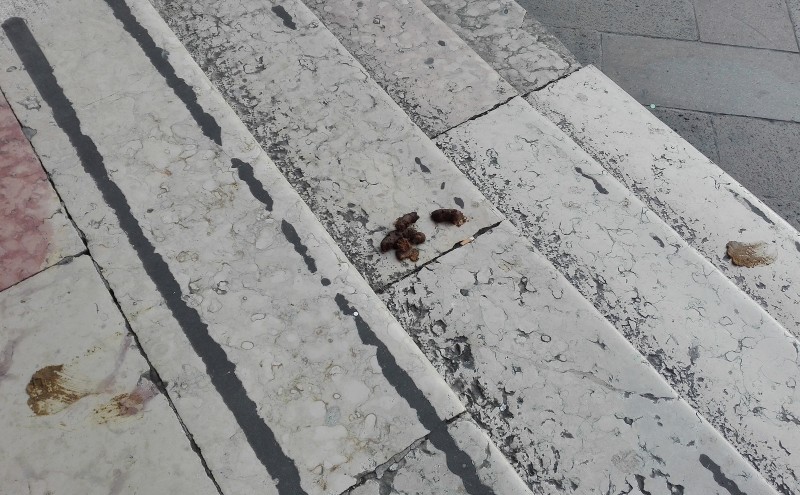 Fin che la cacca va