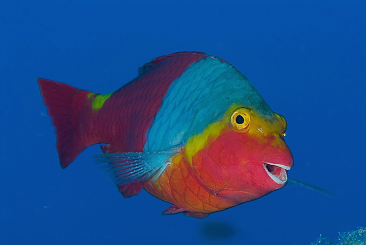 Un Pesce in destra Brenta