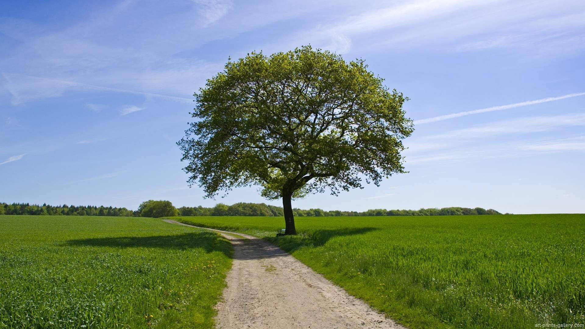 Sugli alberi