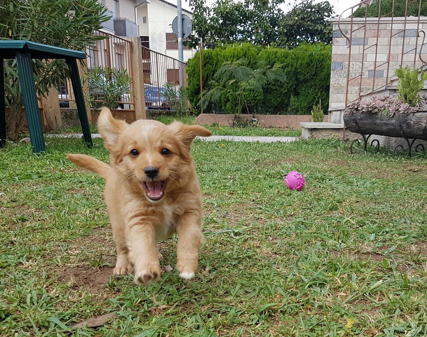 Piacere, sono il cane!
