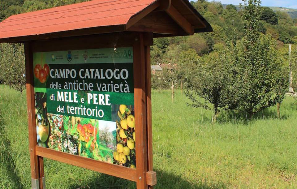 Amici di Pomo Pero
