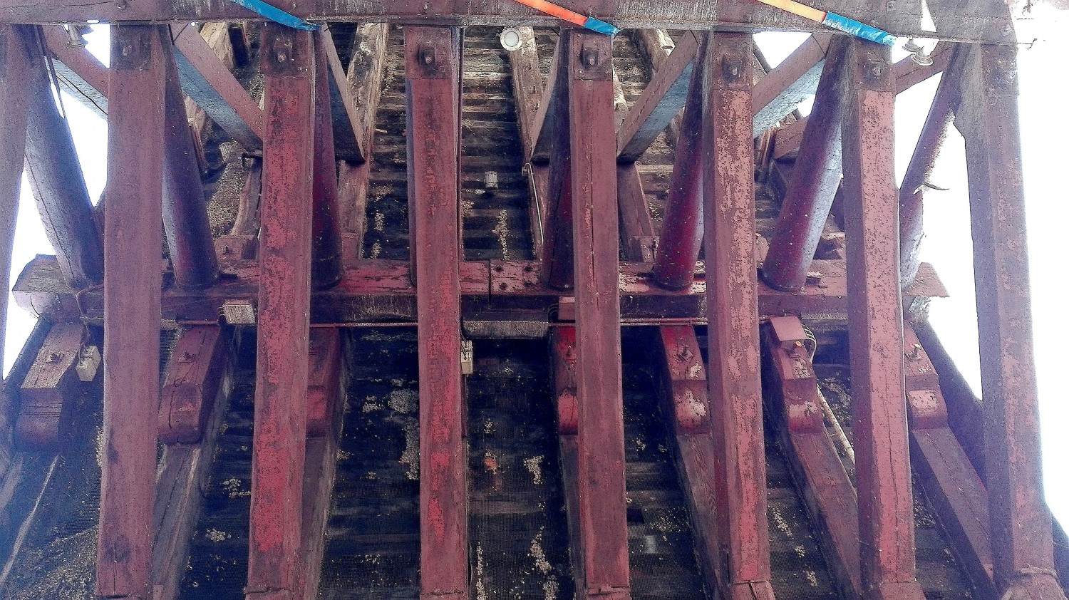 Legno di bufala