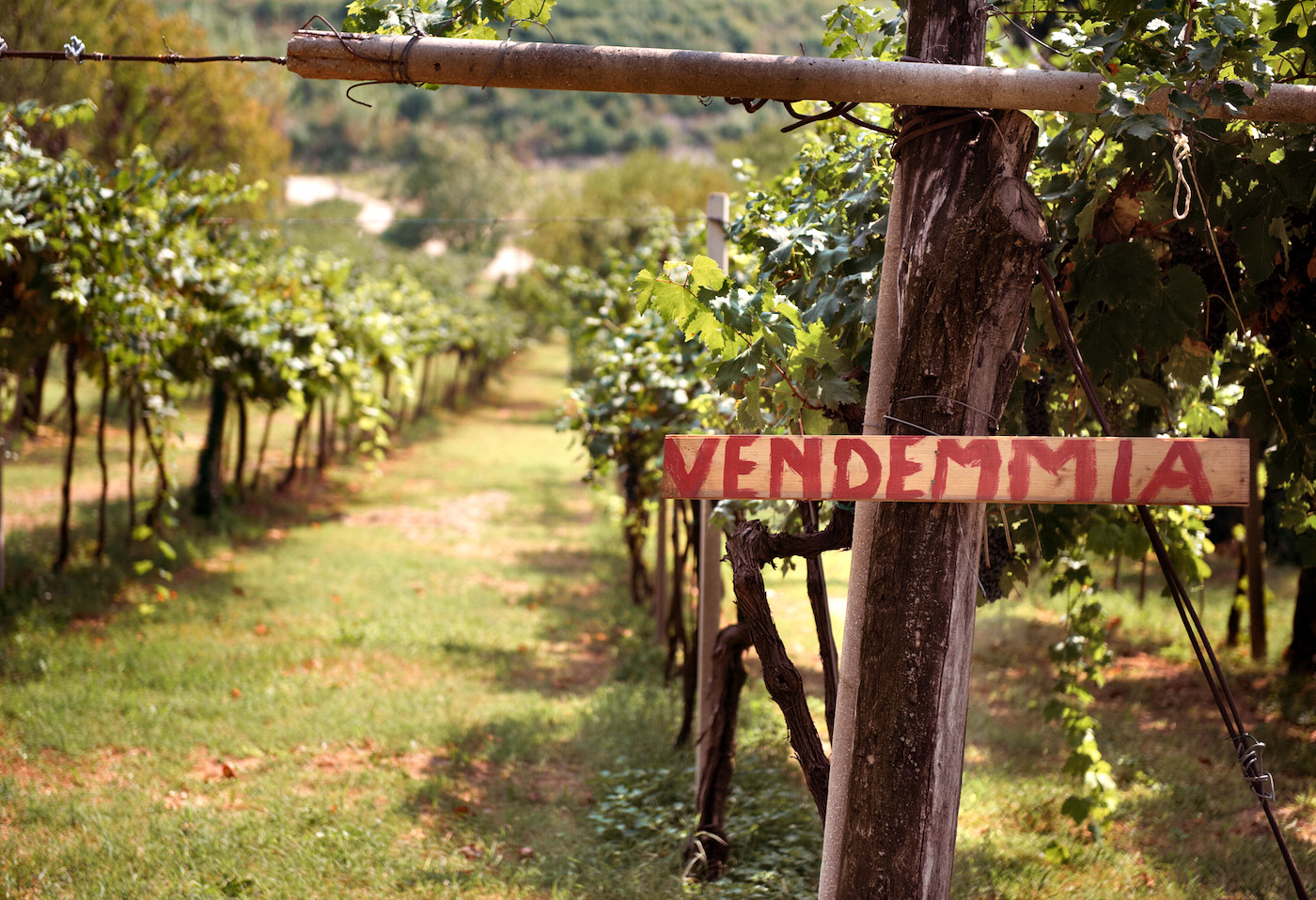 Bio, poca chimica e internazionalizzazione: così le start up bassanesi del vino sfidano la pandemia