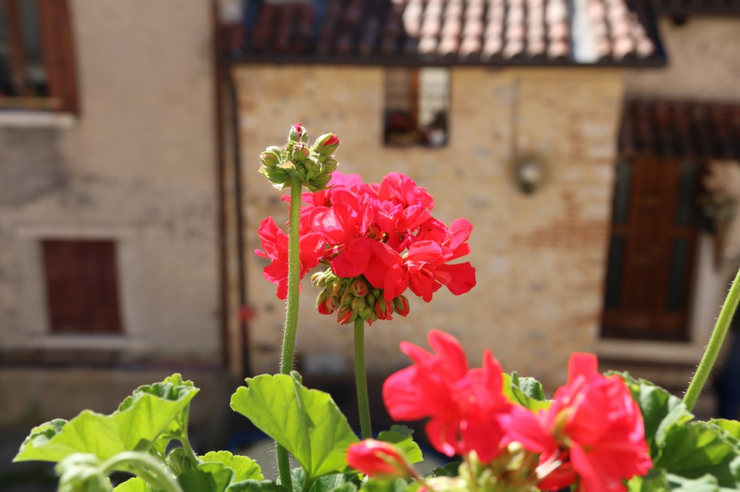 Figli dei fiori
