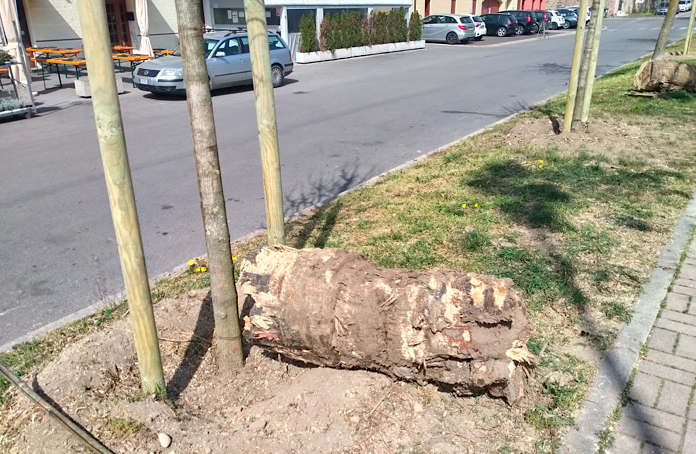 Licenziati in tronco
