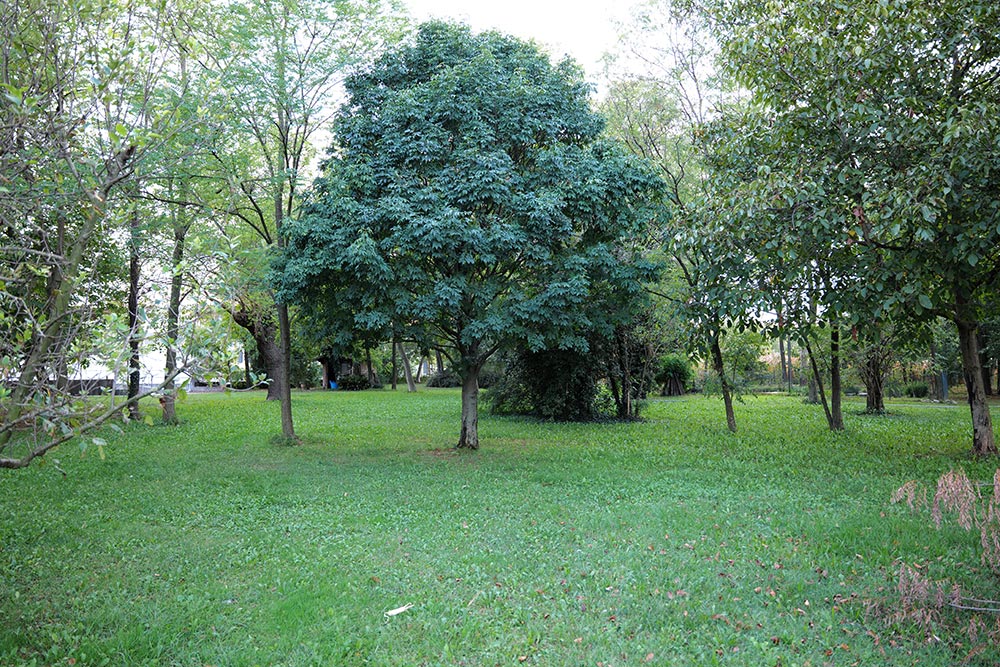 Il custode degli alberi secolari