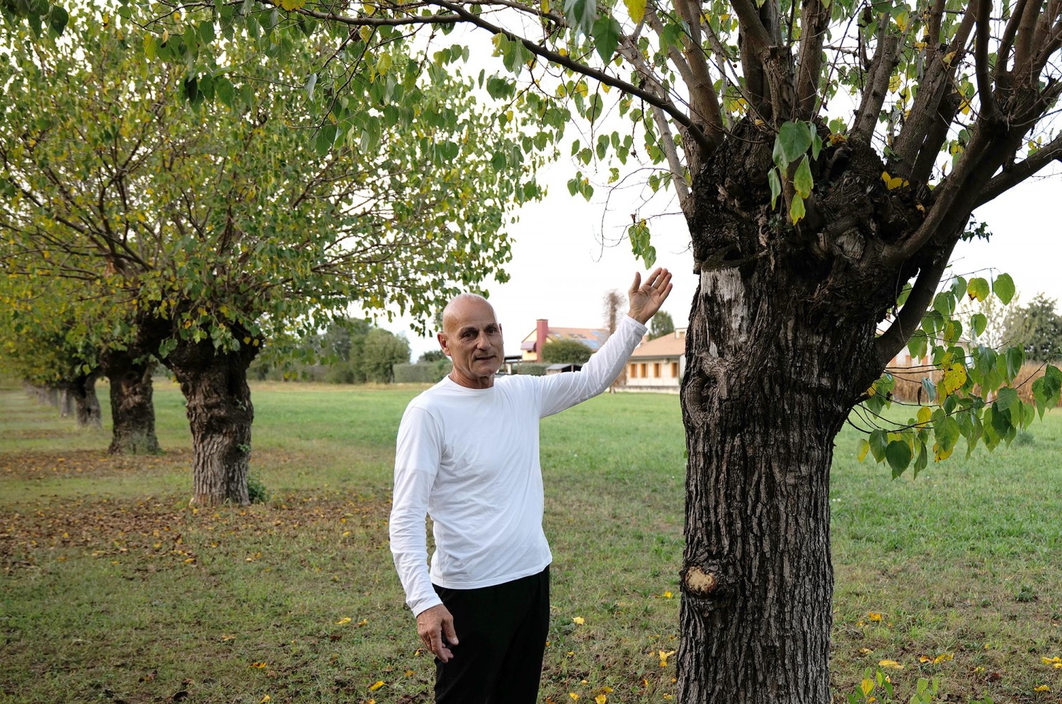Il custode degli alberi secolari