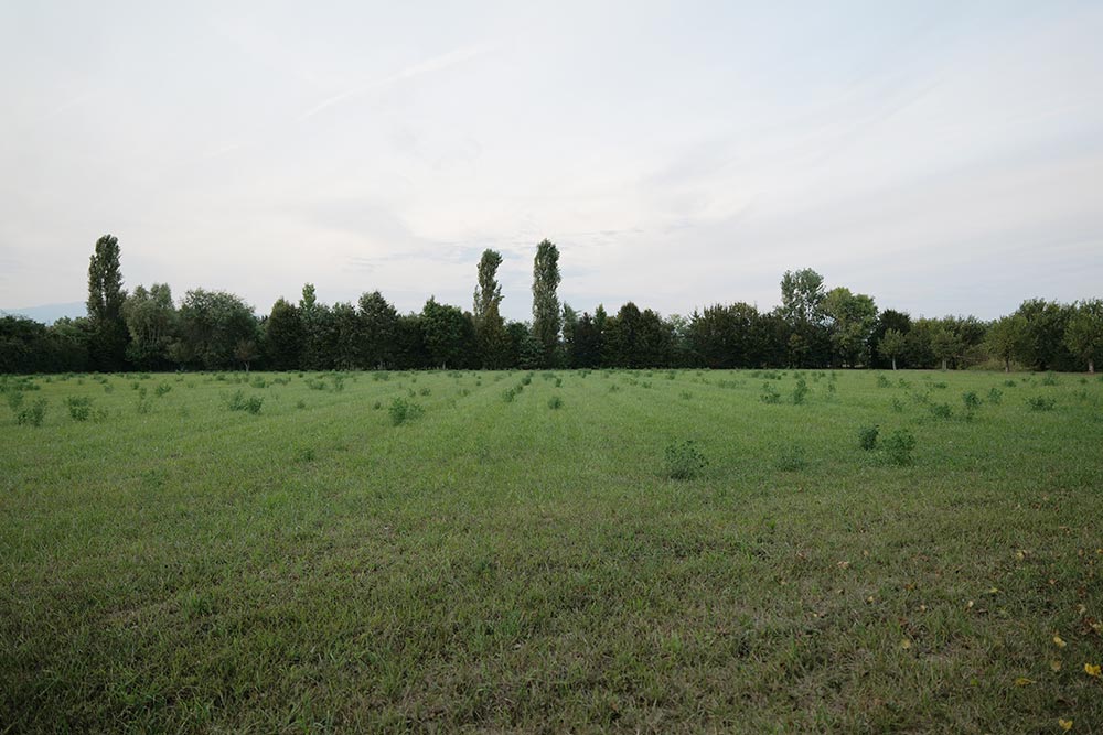 Il custode degli alberi secolari