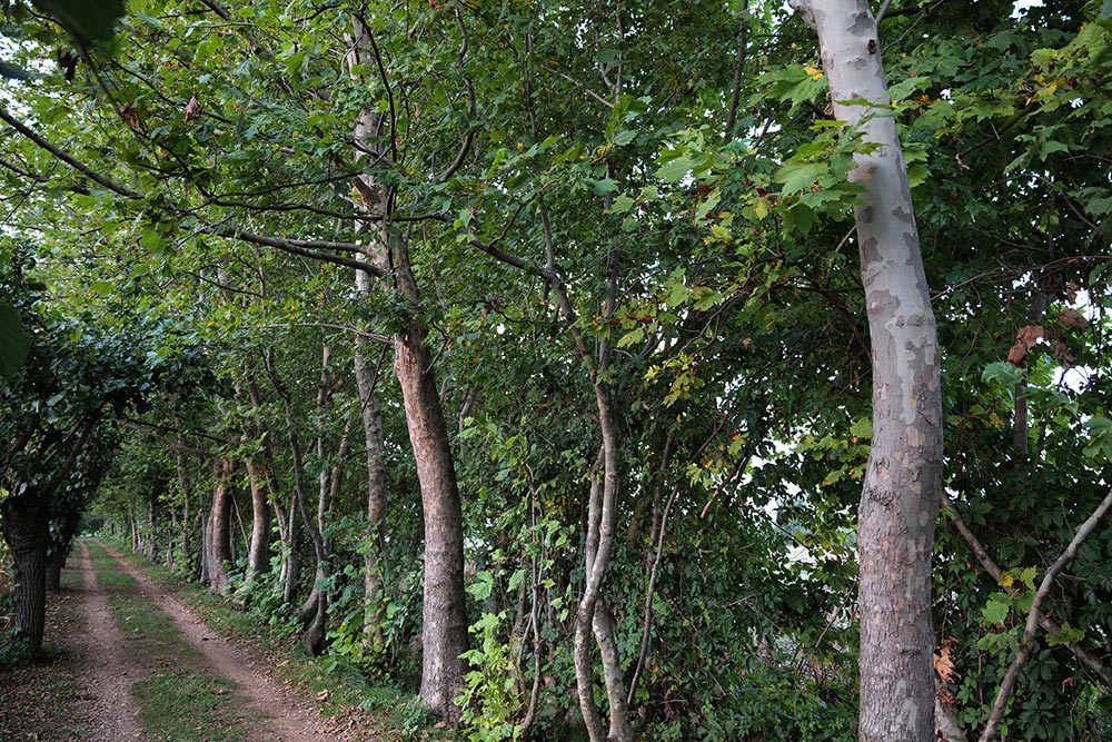 Il custode degli alberi secolari