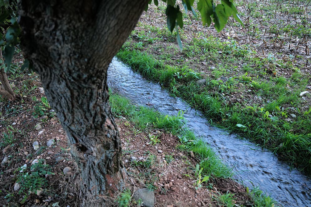 Il custode degli alberi secolari