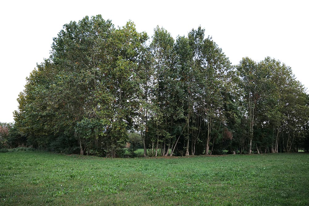 Il custode degli alberi secolari