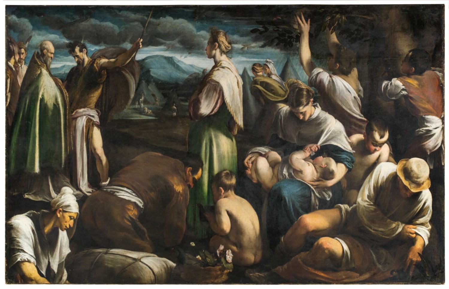 La migrazione delle quaglie