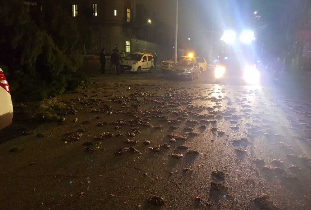 Botti per Capodanno: no grazie!