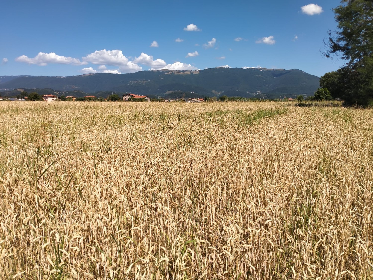 Campagna d’Africa