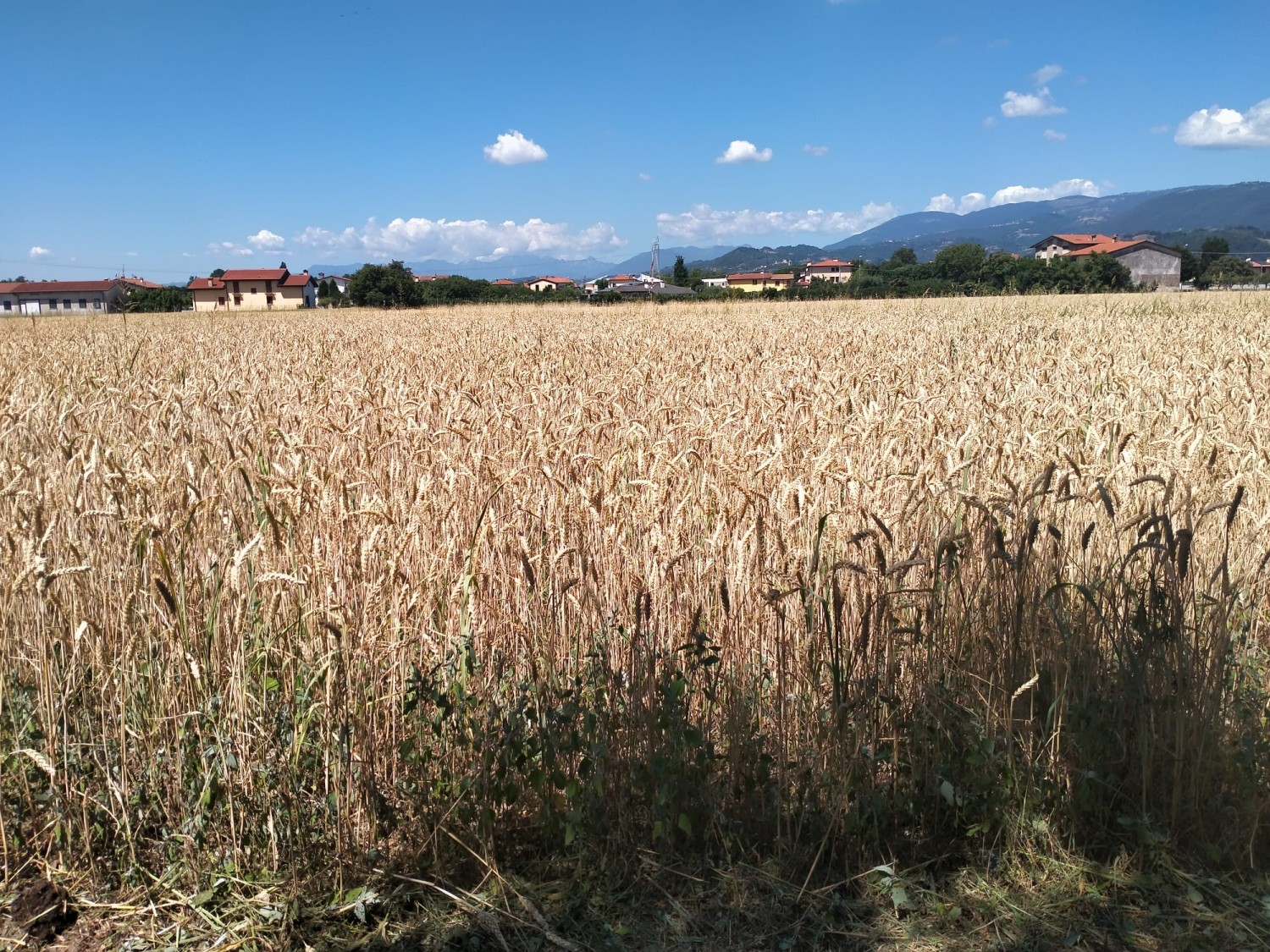 Campagna d’Africa