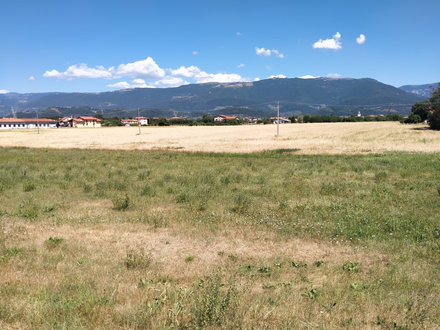 A onor del Viero