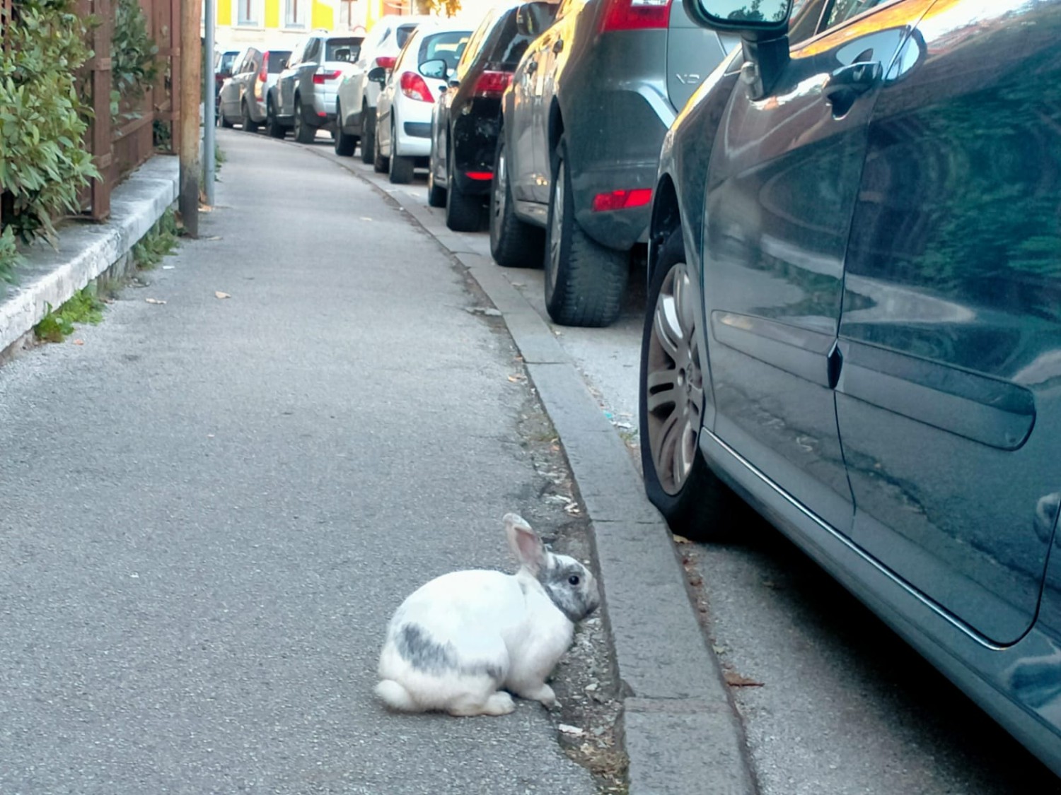 Chi ha incastrato Roger Rabbit?
