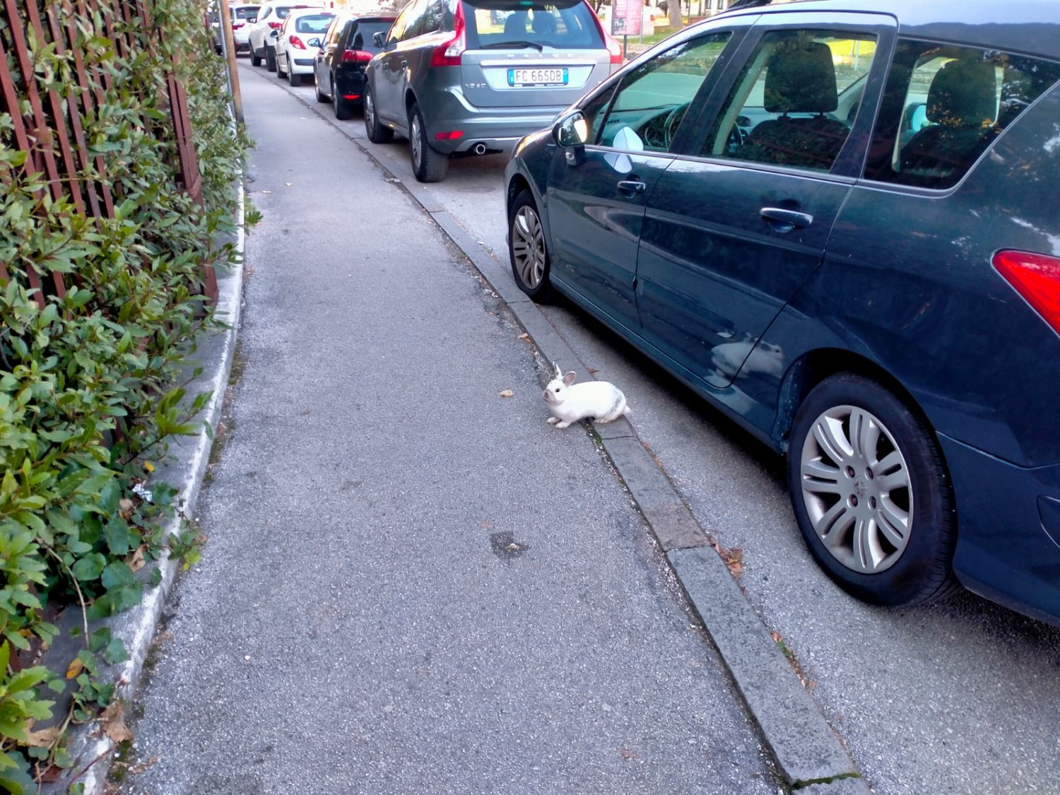 Chi ha incastrato Roger Rabbit?