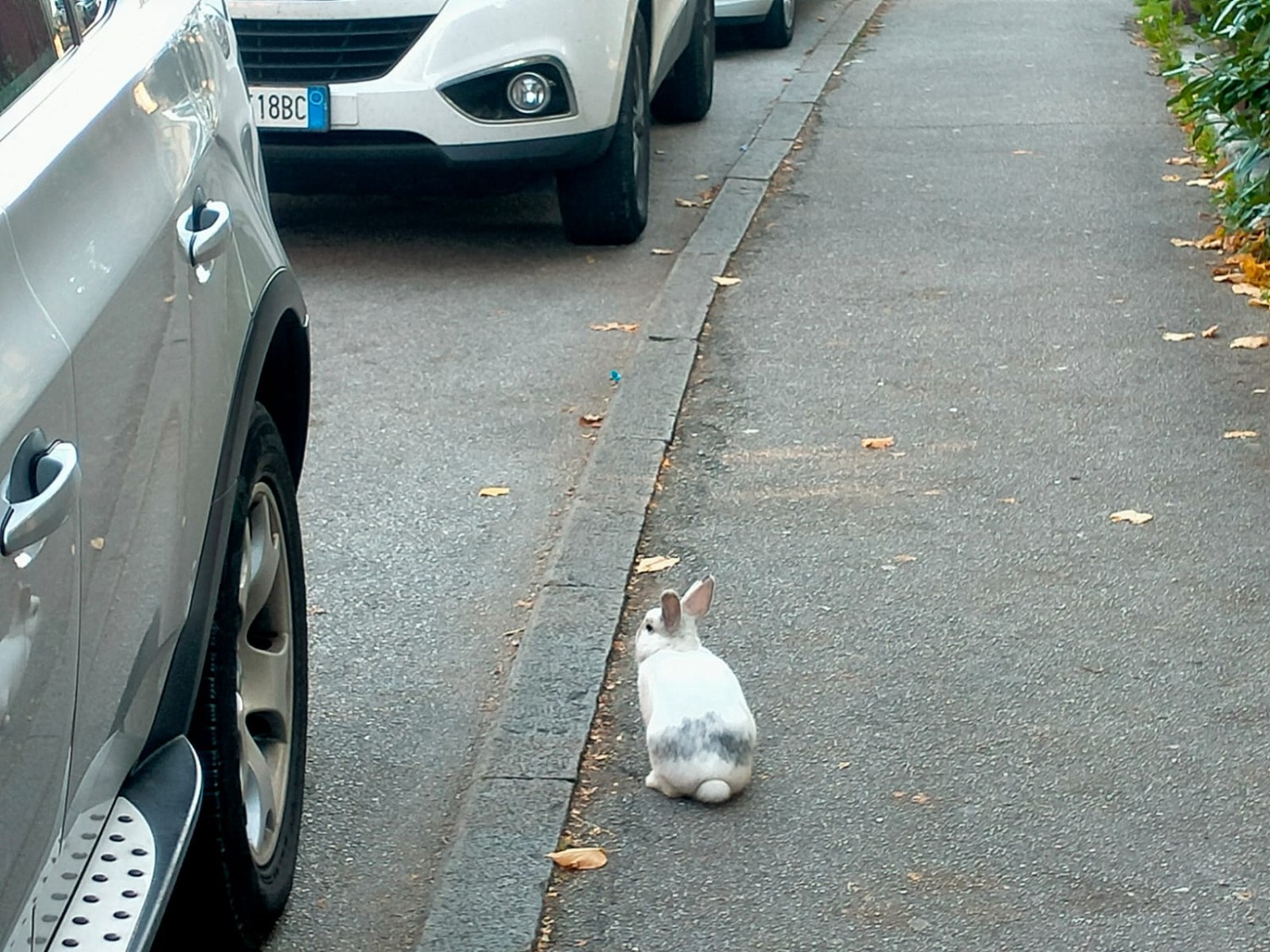 Chi ha incastrato Roger Rabbit?
