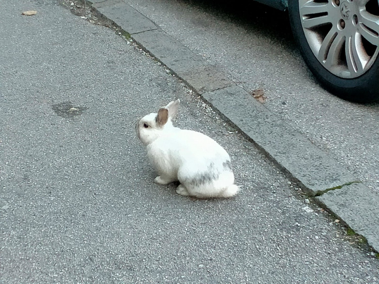 Chi ha incastrato Roger Rabbit?