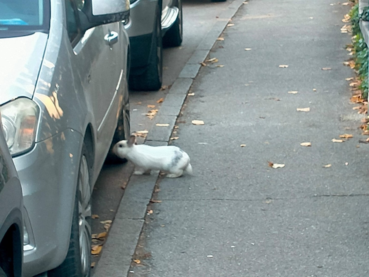 Chi ha incastrato Roger Rabbit?