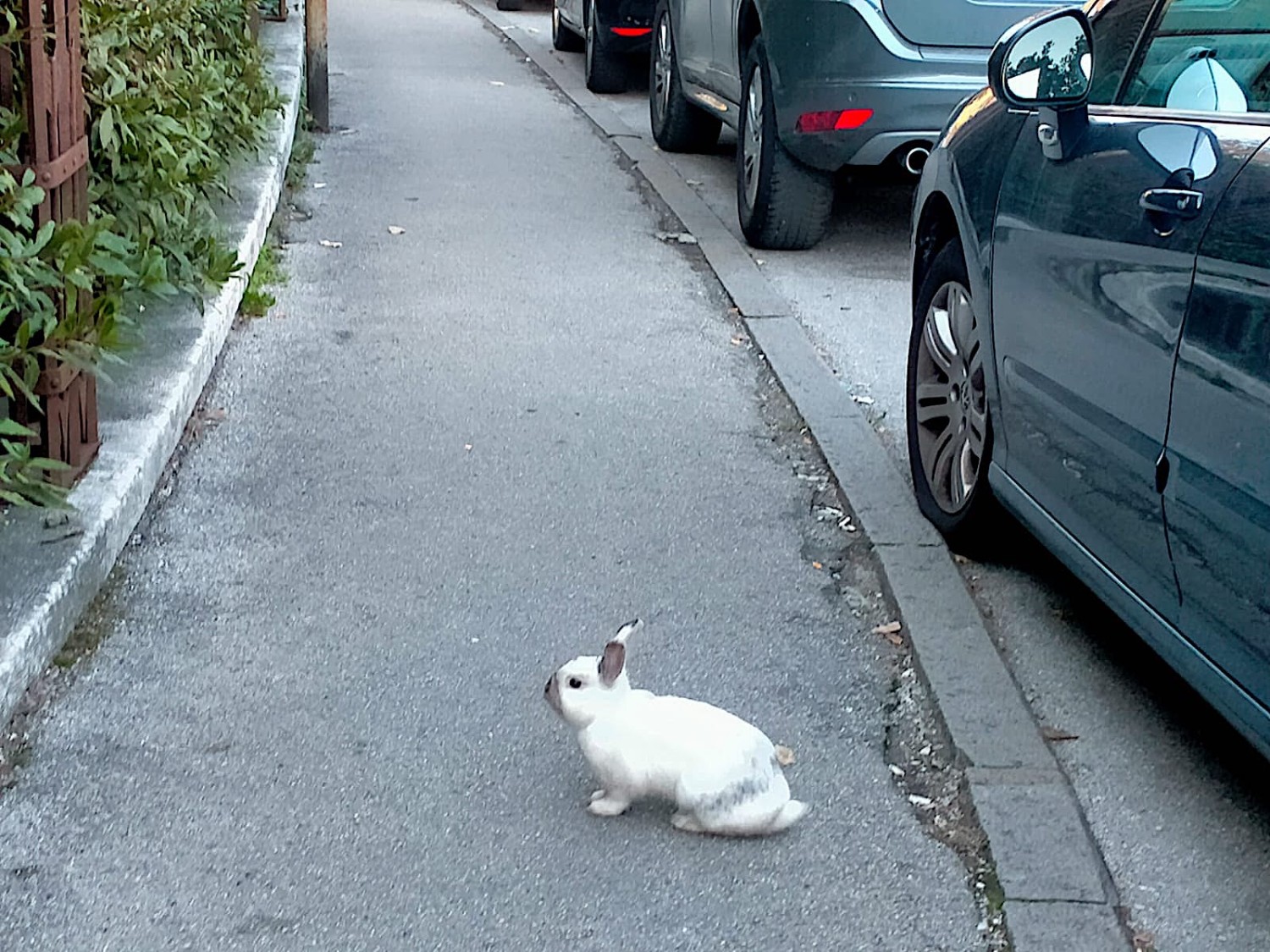 Chi ha incastrato Roger Rabbit?