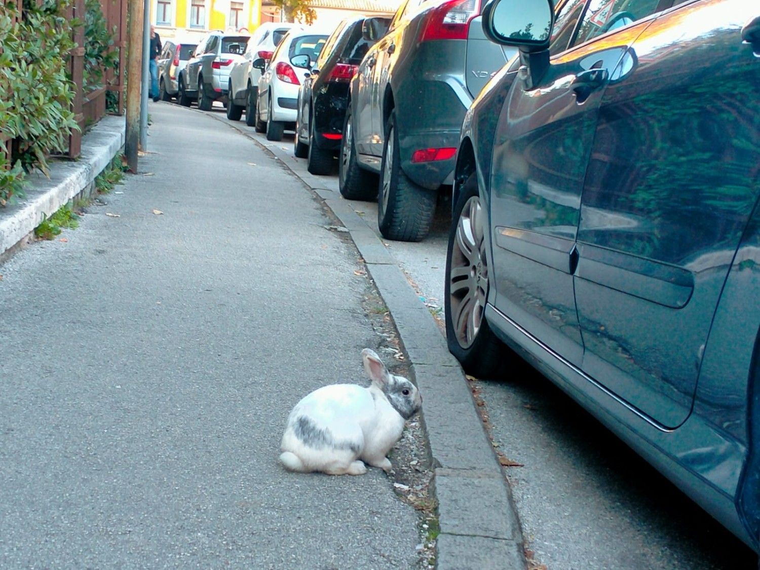 Chi ha incastrato Roger Rabbit?