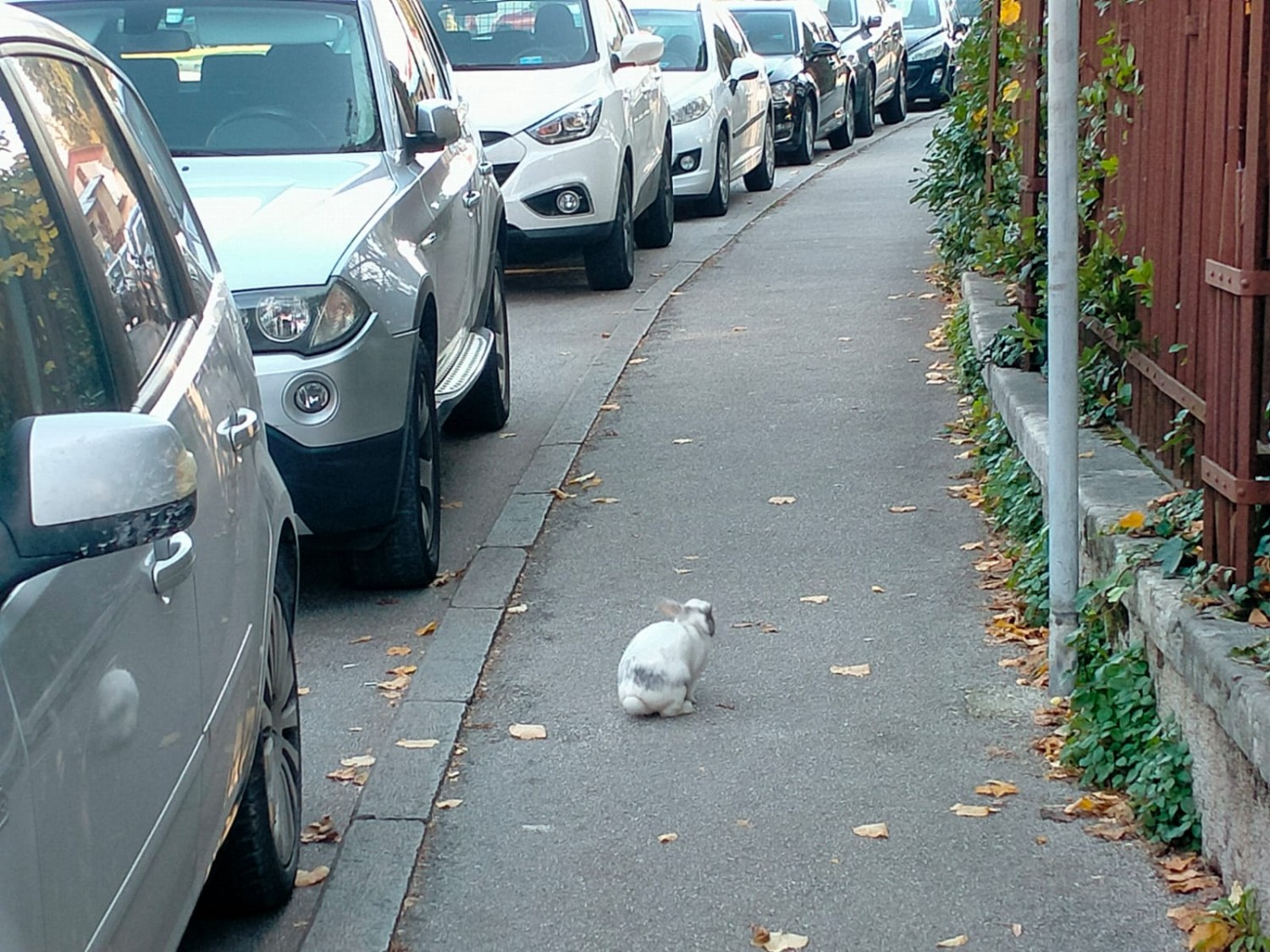 Chi ha incastrato Roger Rabbit?