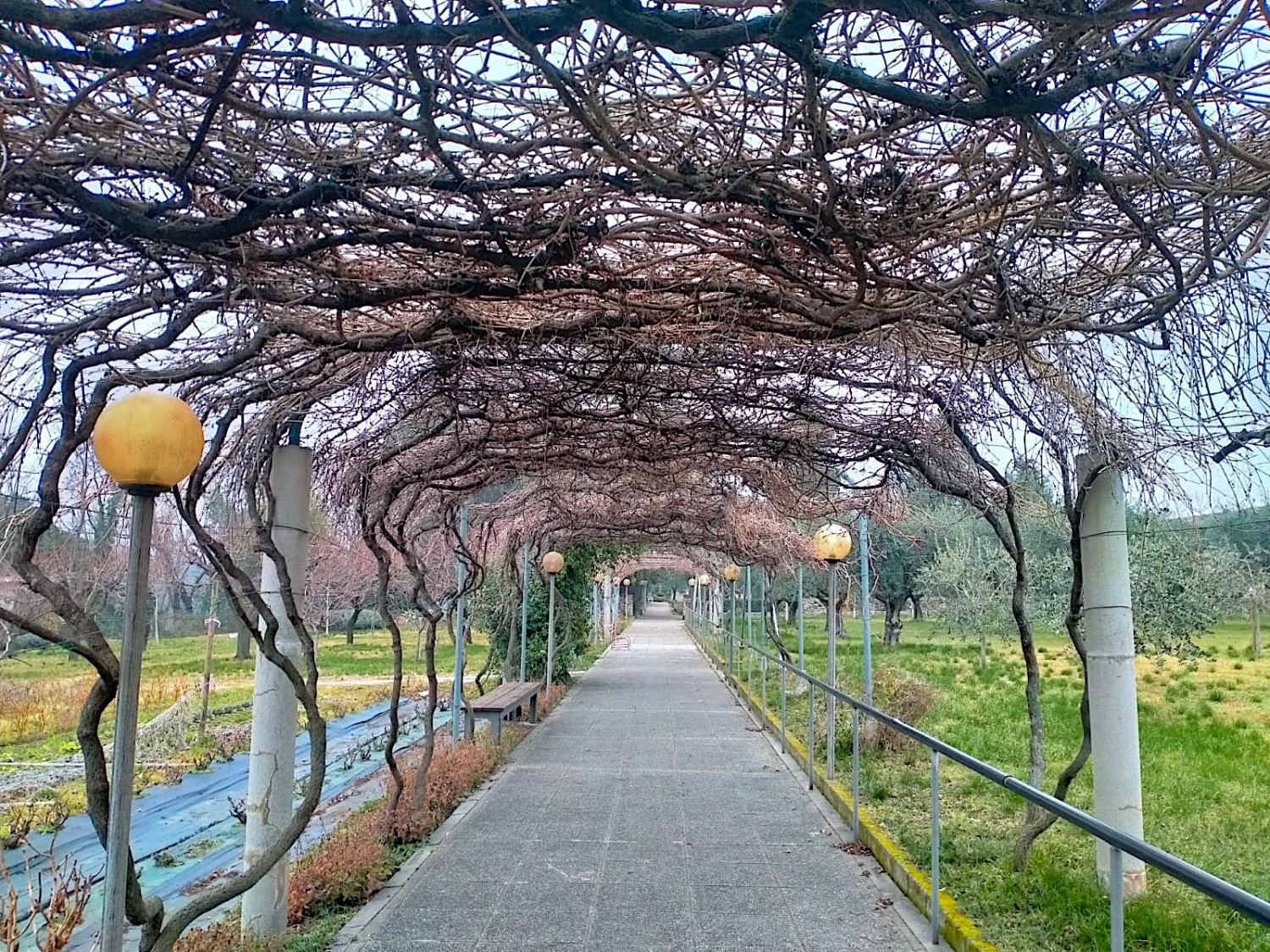 Il giardino
