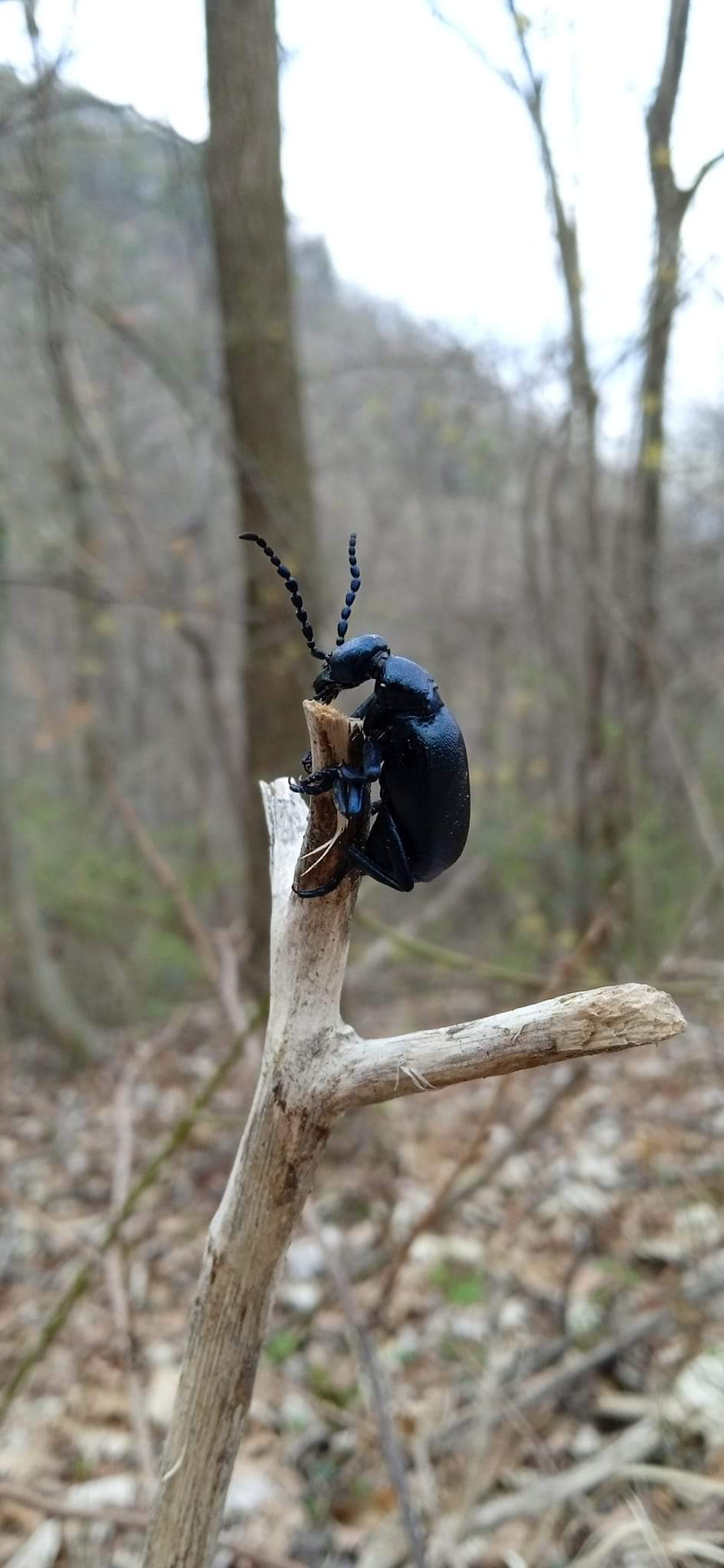 Penna a Biosfera