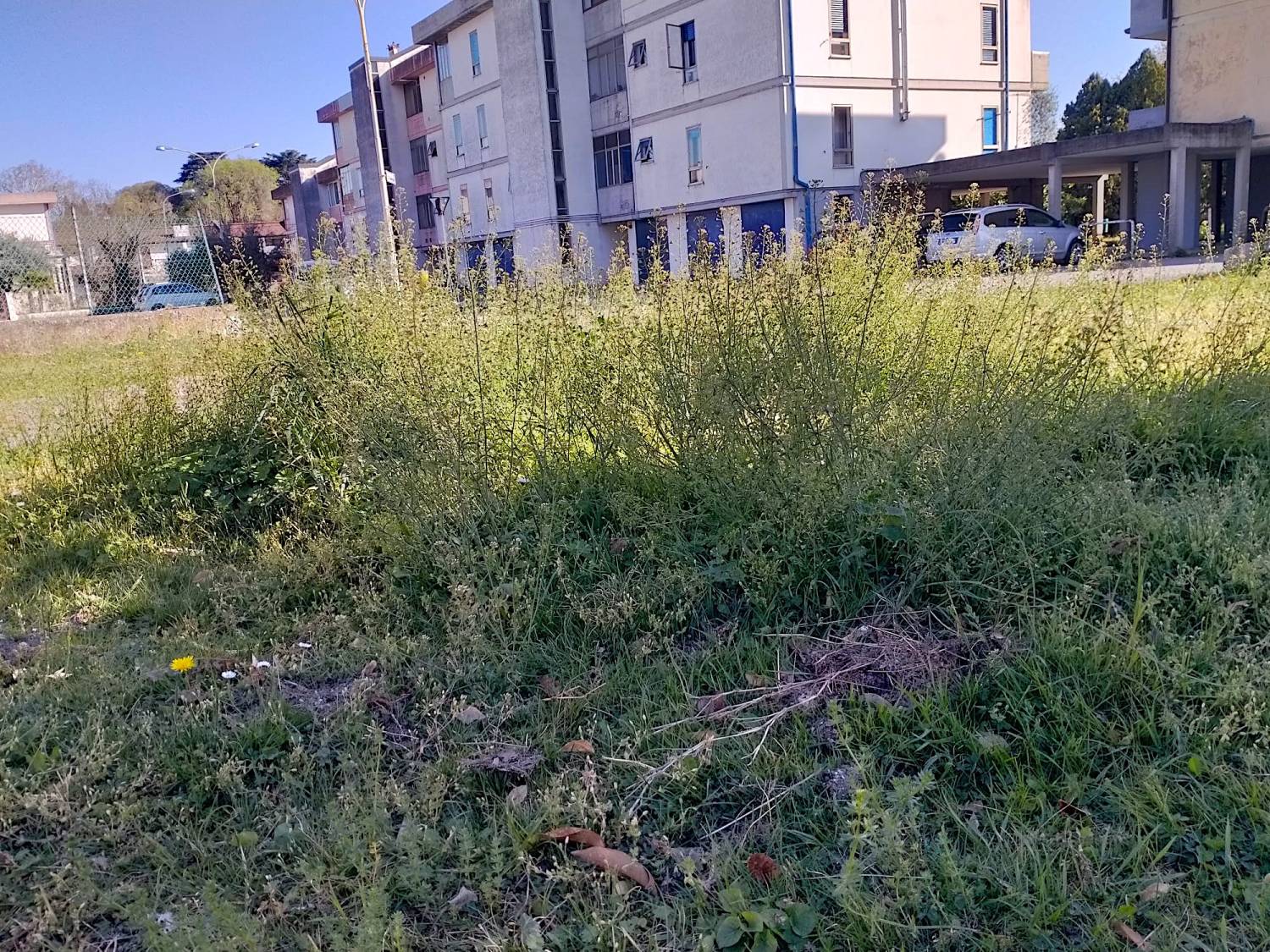 Area verde pubblico - Quartiere Borgo Zucco