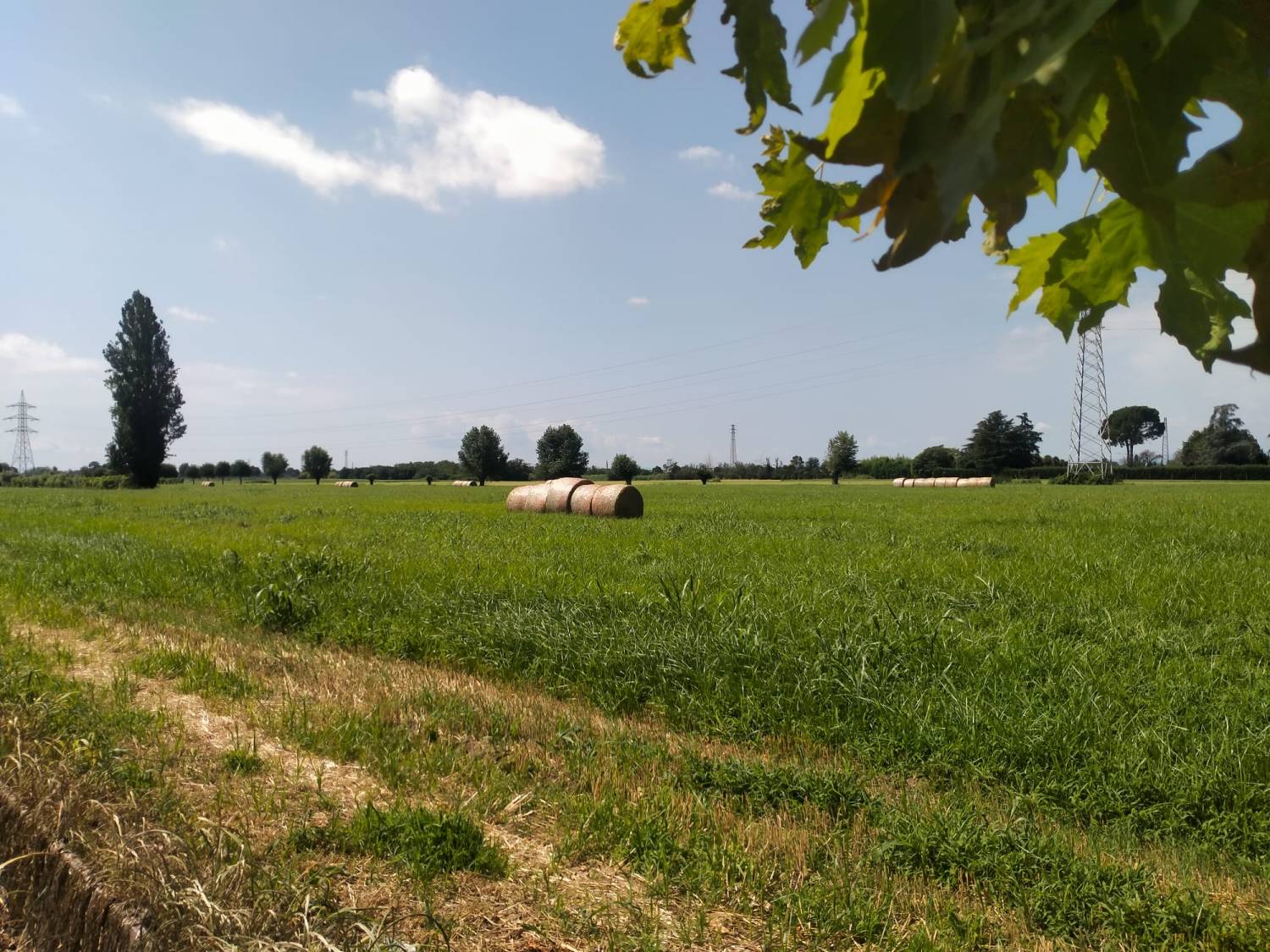 Scelta di campo