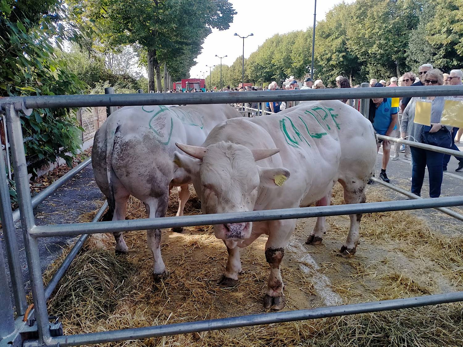 Povera, ma Fiera