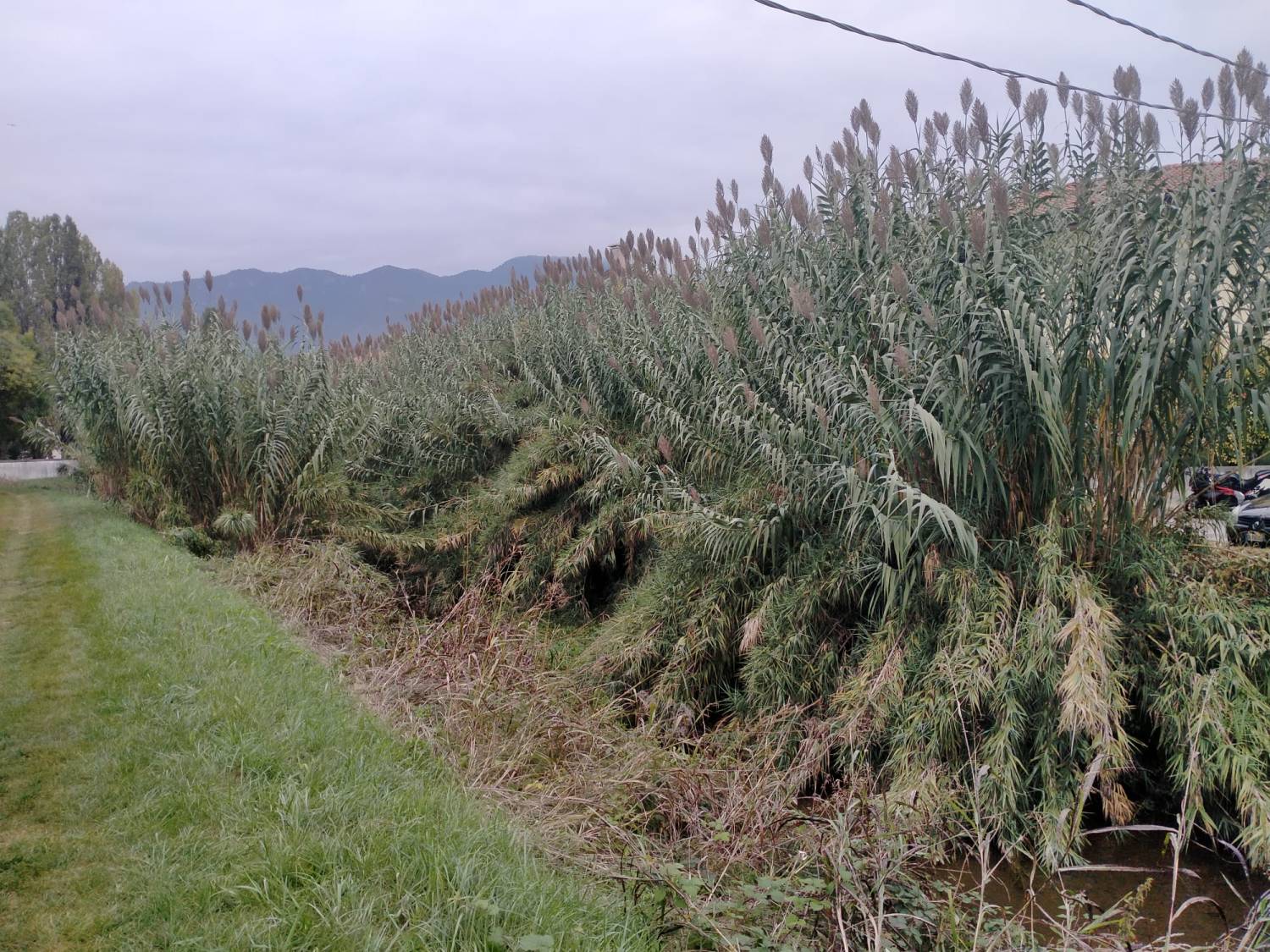Giaronji