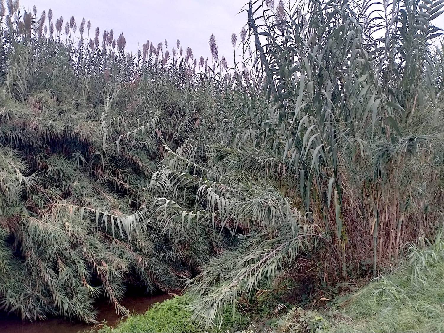 Giaronji