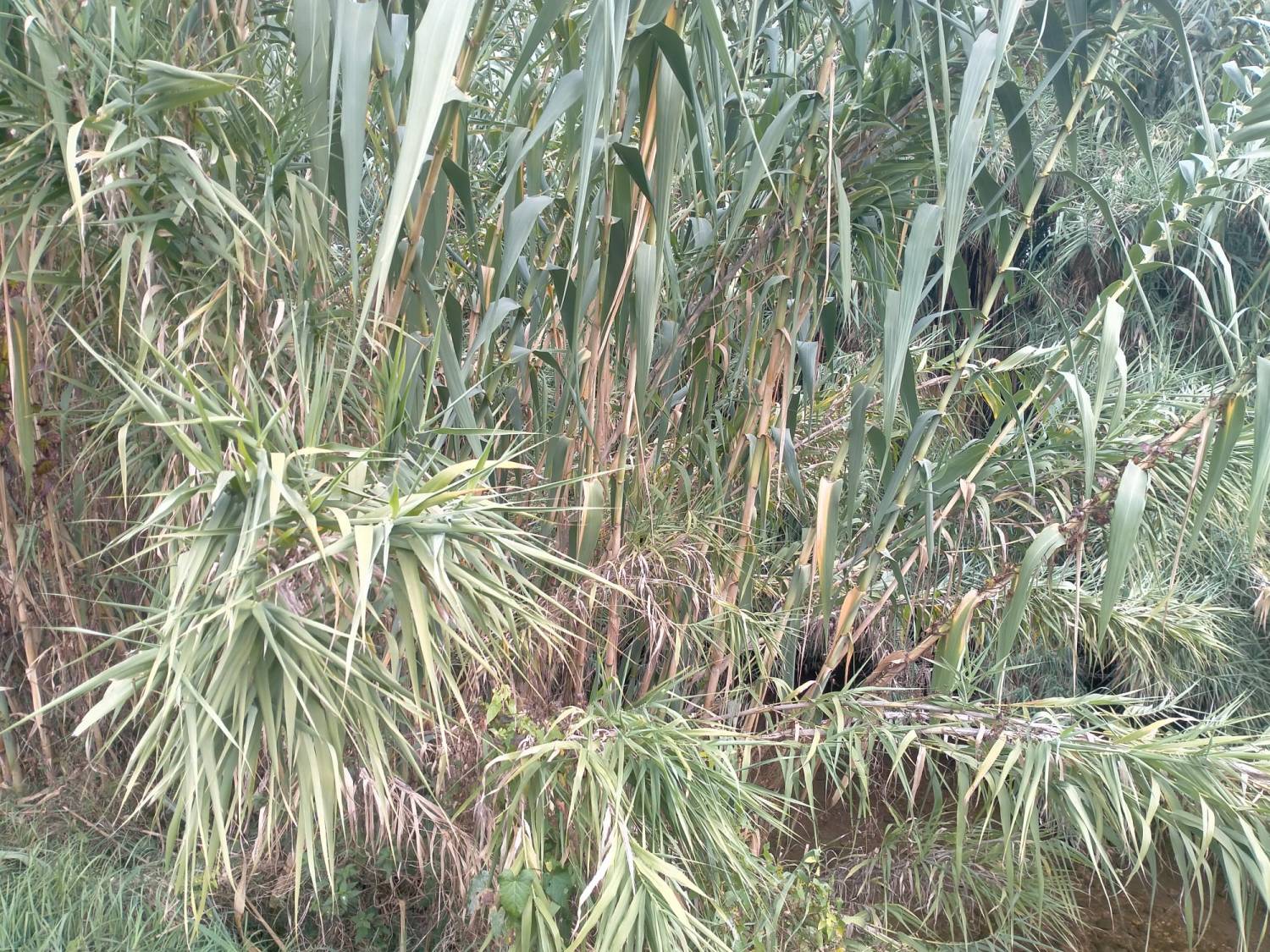 Giaronji