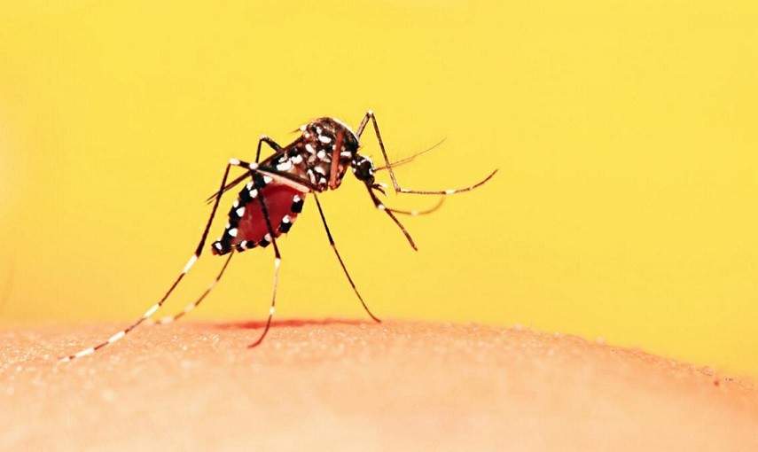 Virus Dengue, un caso a Bassano