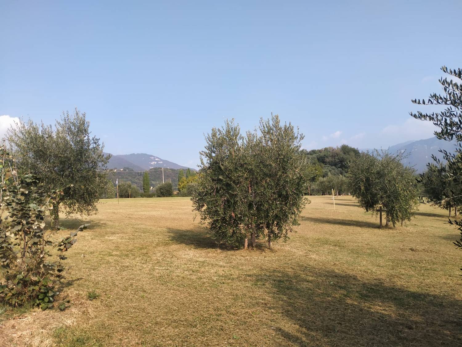 Brolo di giuggiole