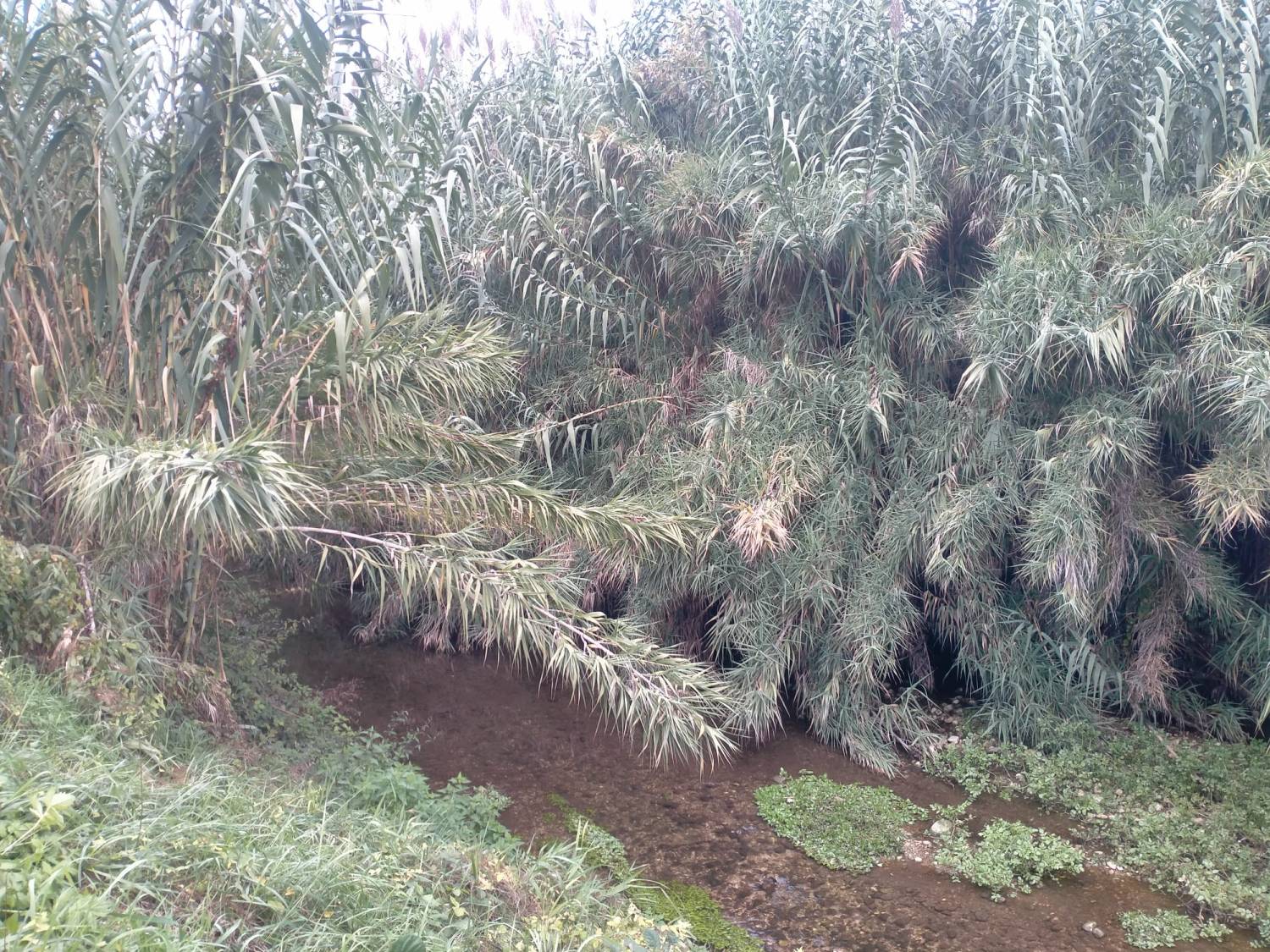 Giaronji