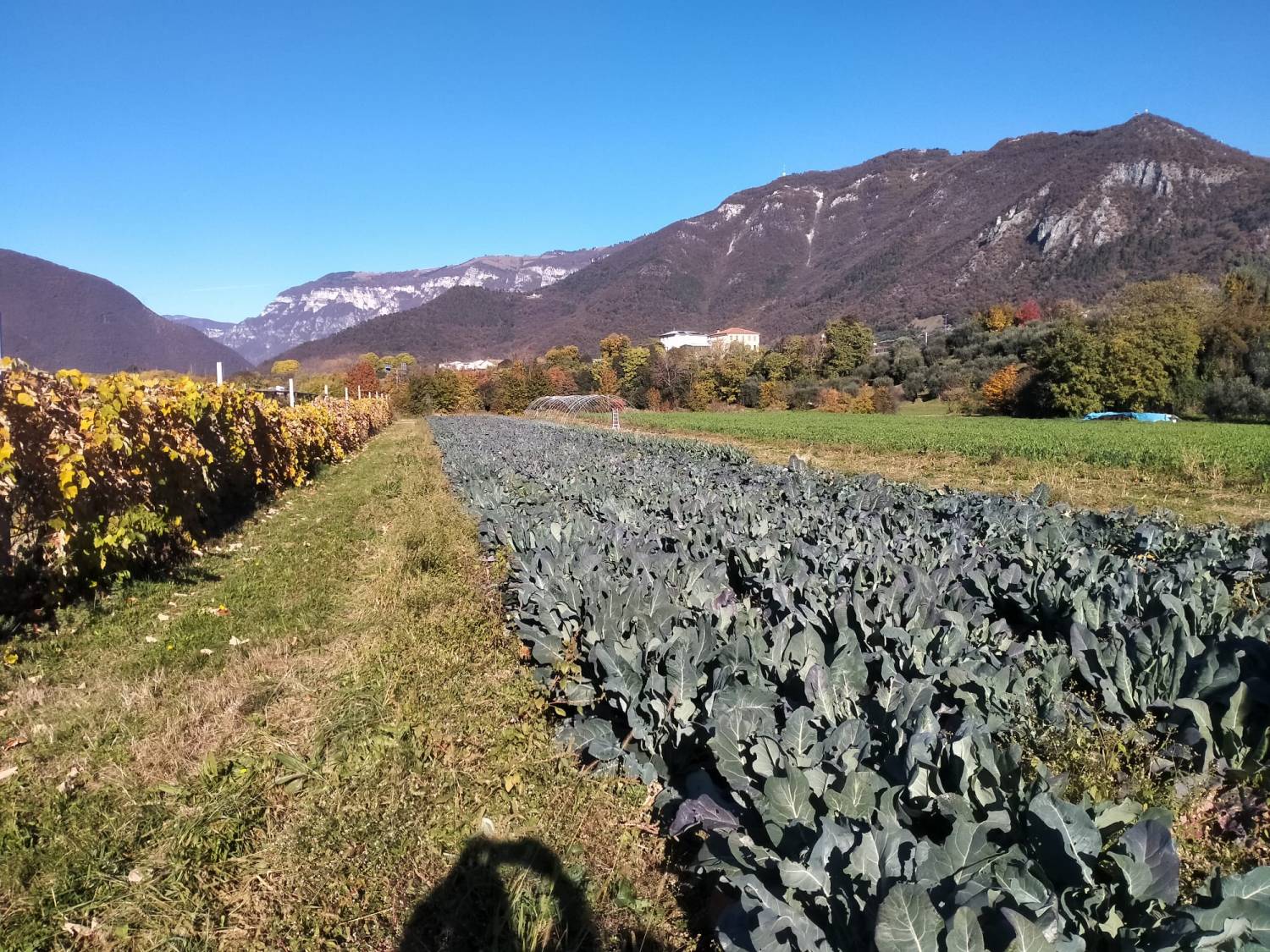 Il Ponte di Broccolyn