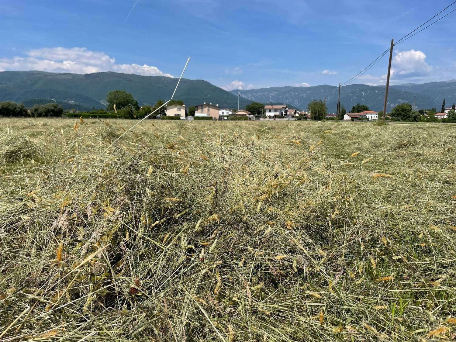 Campagna elettorale