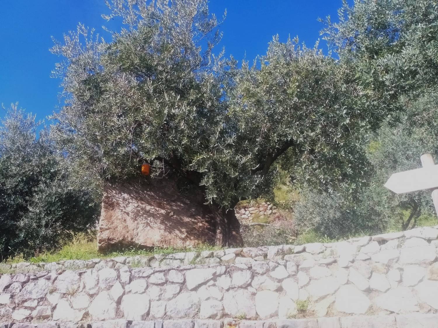 Il massone