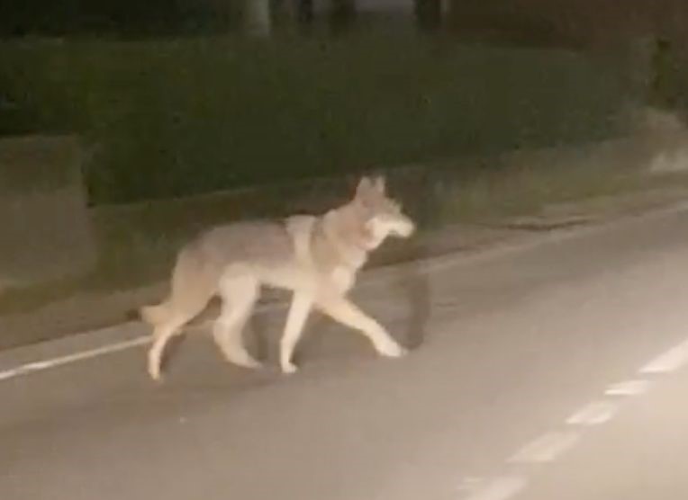 Attenti al cane
