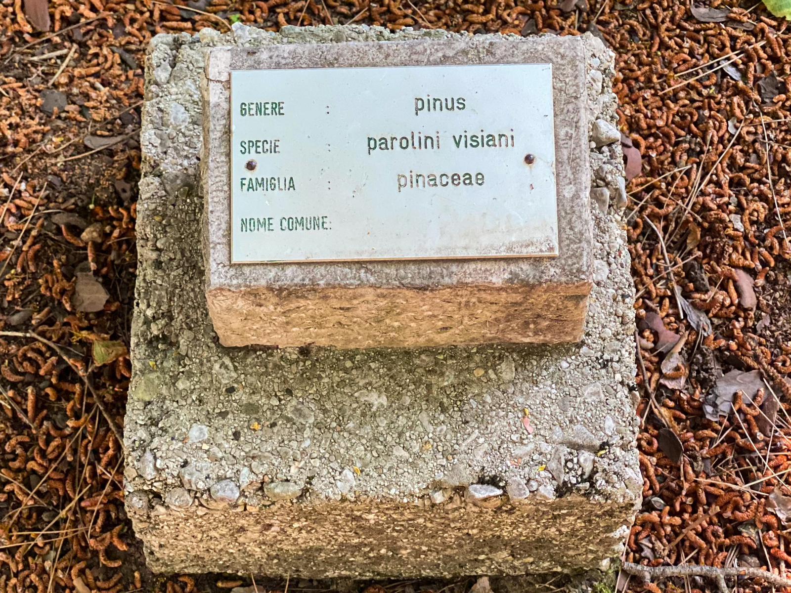 La targhetta del Pinus Parolini Visiani, coltivato dai semi raccolti dal Parolini nella regione della Troade.