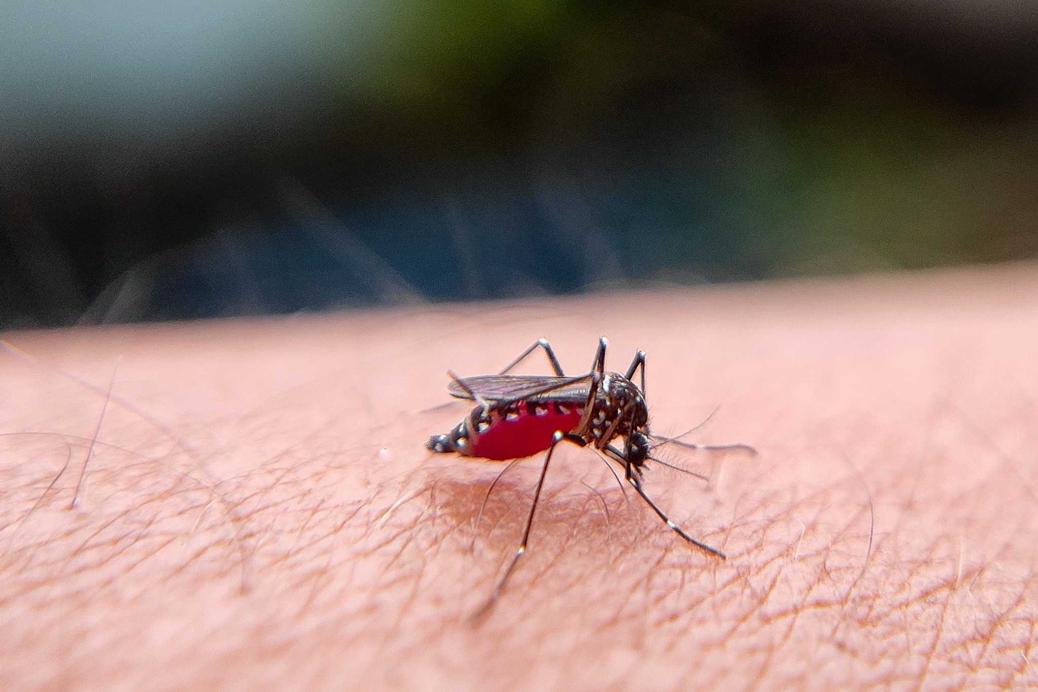 Dengue, salgono a nove i casi. Scatta la maxi-disinfestazione tra Romano, Cassola e Cartigliano