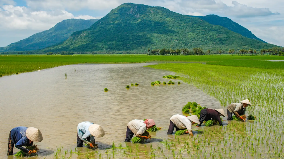 Agricoltori trapiantano piantine di riso nel delta del Mekong, in Vietnam. (Foto di Ron Emmons)