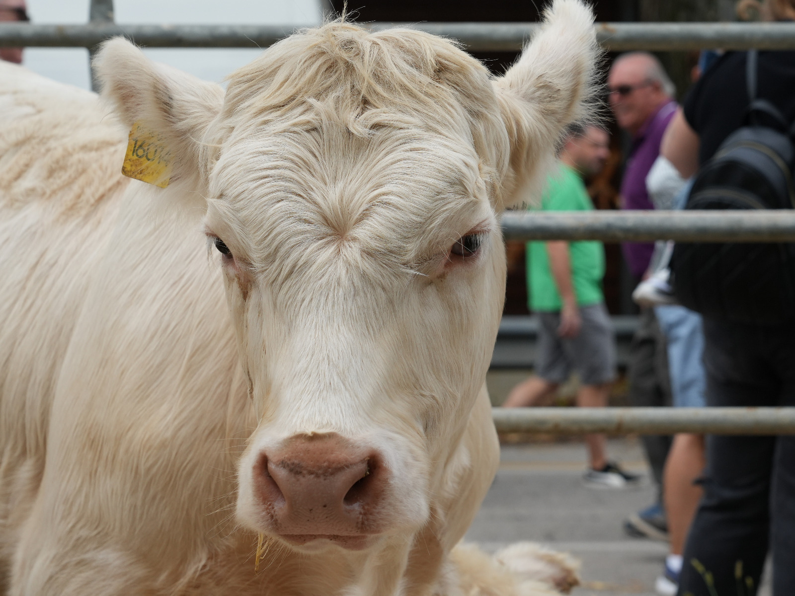 Al via la Fiera franca e Fiera d’Autunno a Bassano
